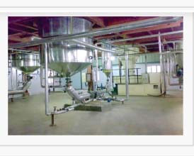Detergent Bar Plant